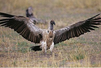 《战神4》PC版与PS5版画面对比 差距明显